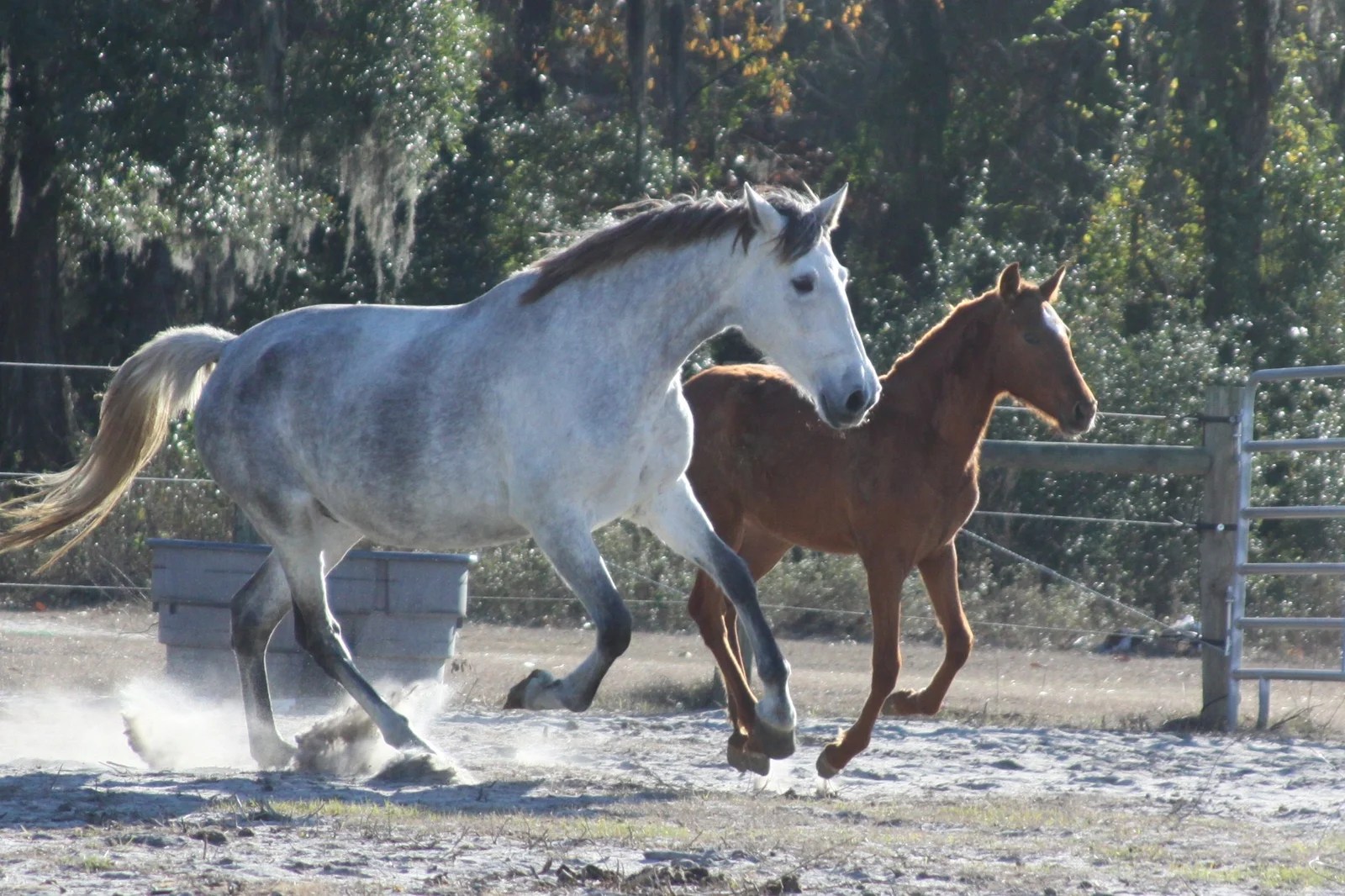 Bandolera RHF and Heliodora Roy