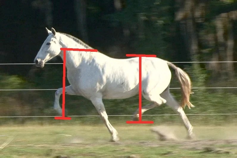 RHF Information movement