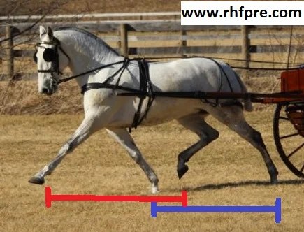 RHF Information movement