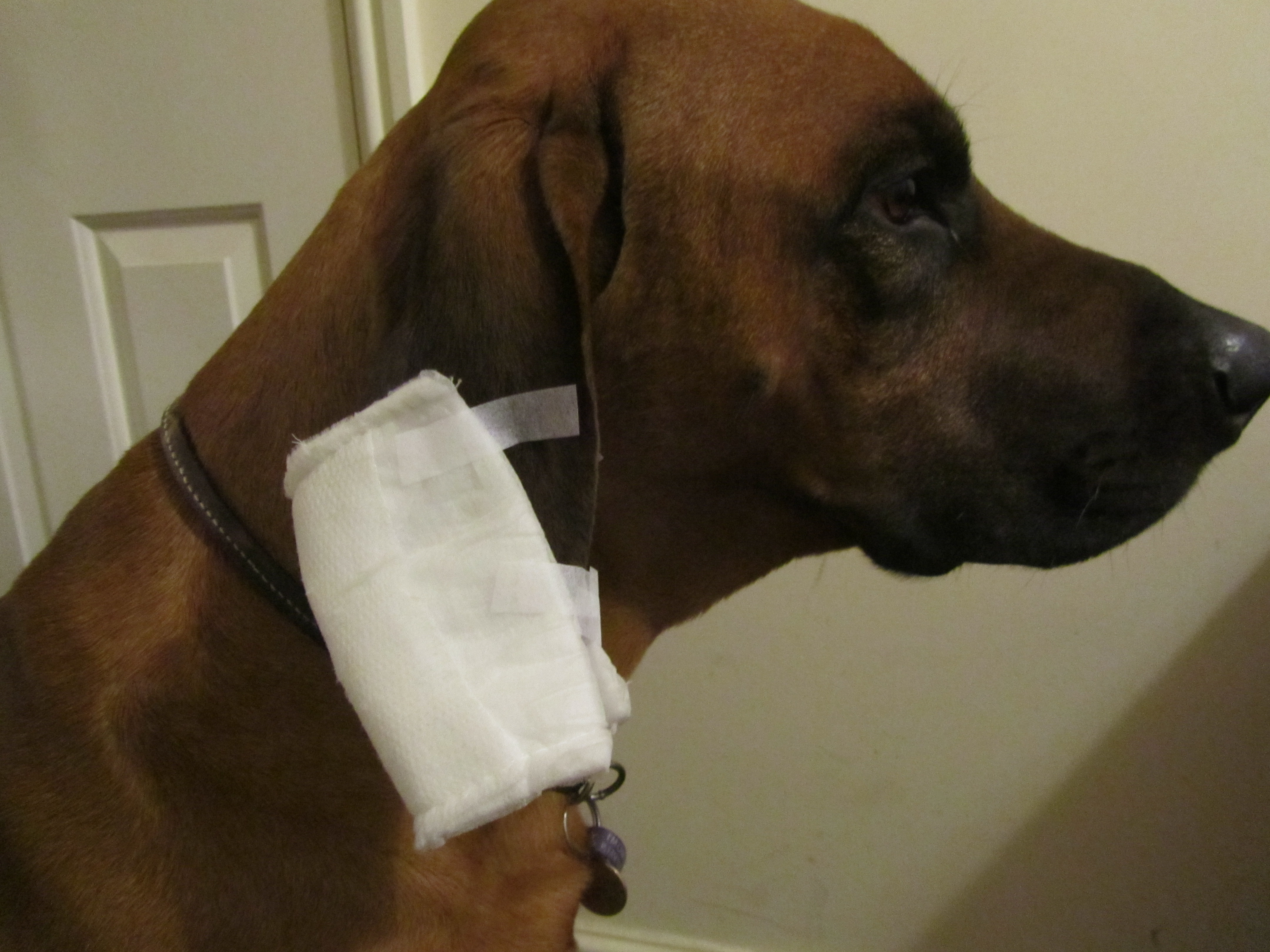 Bleeding Ear Tips Rhodes 2 Safety Rhodes 2 Safety