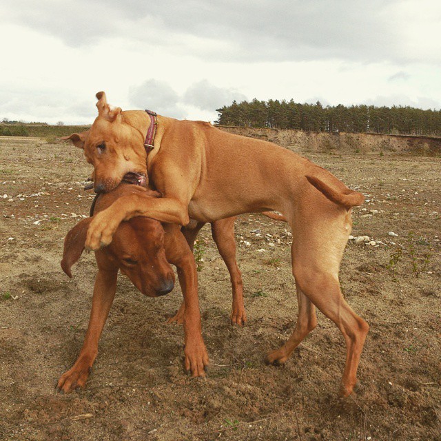 Rhodesian Ridgeback Instagram