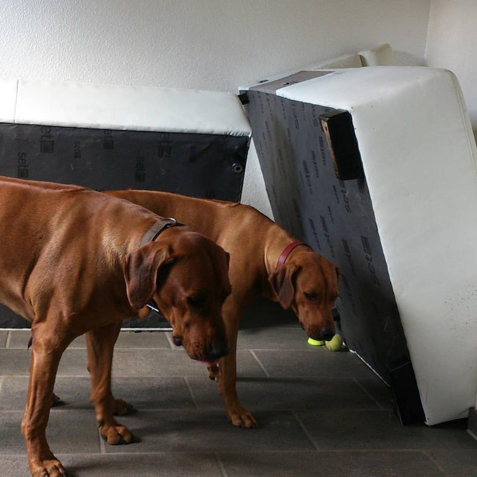 Rhodesian Ridgeback Instagram