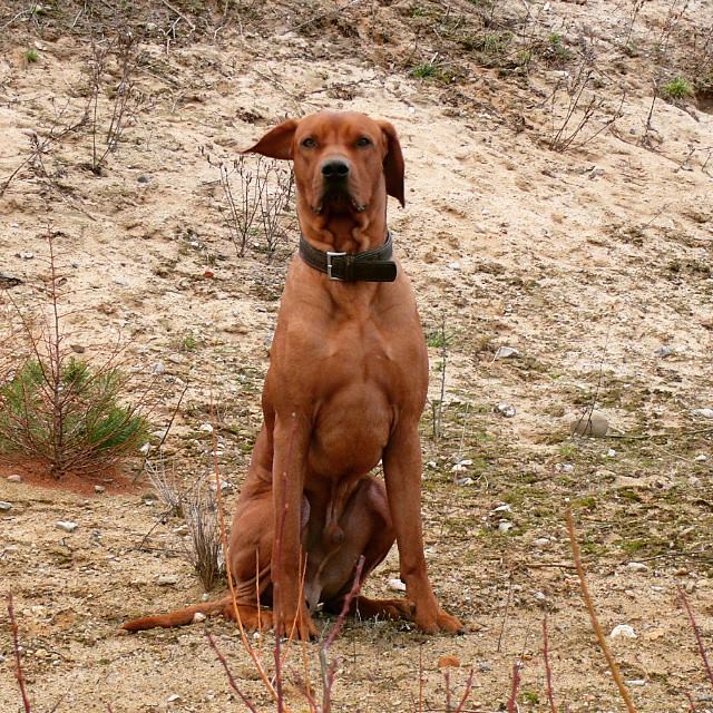 Rhodesian Ridgeback Bandele Bathani- Tipps und Tricks einen Hund zu arbeiten.