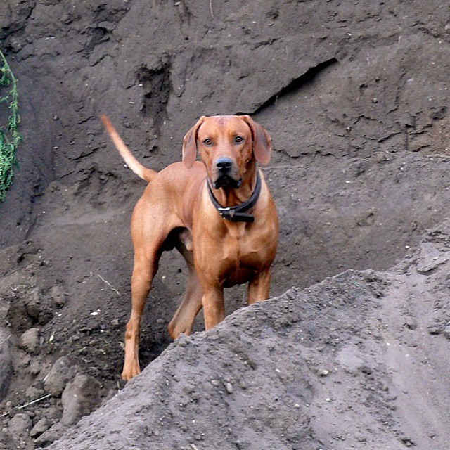 Rhodesian Ridgeback Instagram