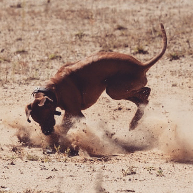 Rhodesian Ridgeback Bandele Bathani Instagram