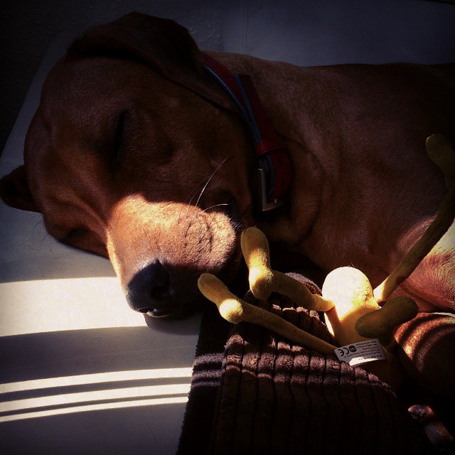 Rhodesian Ridgeback Instagram