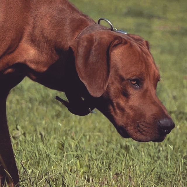 Rhodesian Ridgeback Instagram
