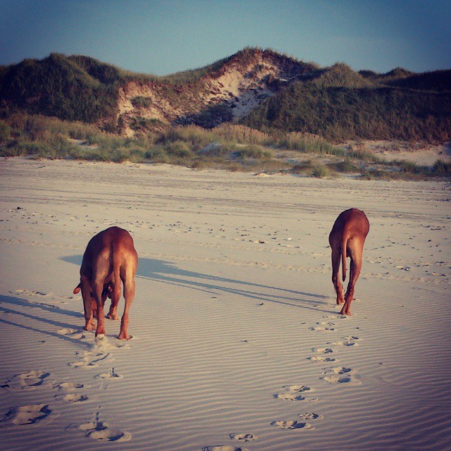 Rhodesian Ridgeback Züchter / Kennel Tussangana mbey Rhodesian Ridgebacks