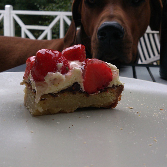 Rhodesian Ridgeback Instagram