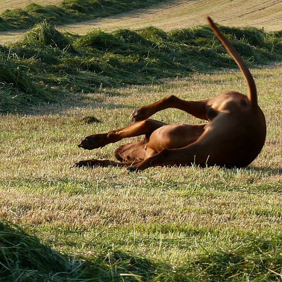 Rhodesian Ridgeback Instagram