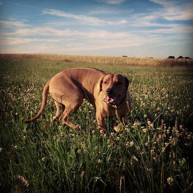 Rhodesian Ridgeback Instagram