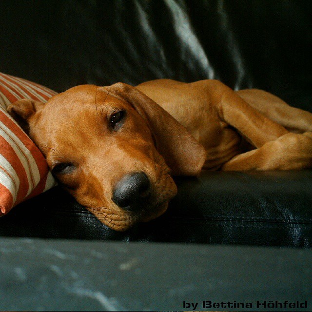 Rhodesian Ridgeback Instagram