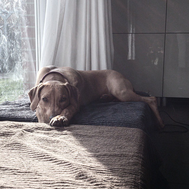Rhodesian Ridgeback Instagram
