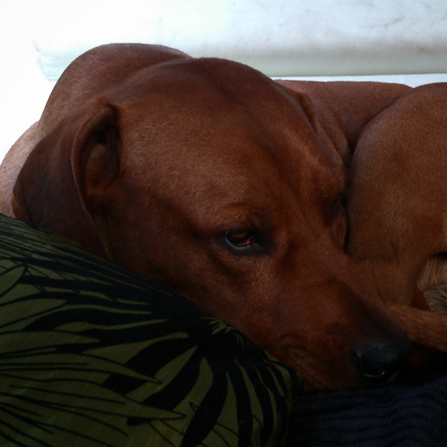 Rhodesian Ridgeback Instagram