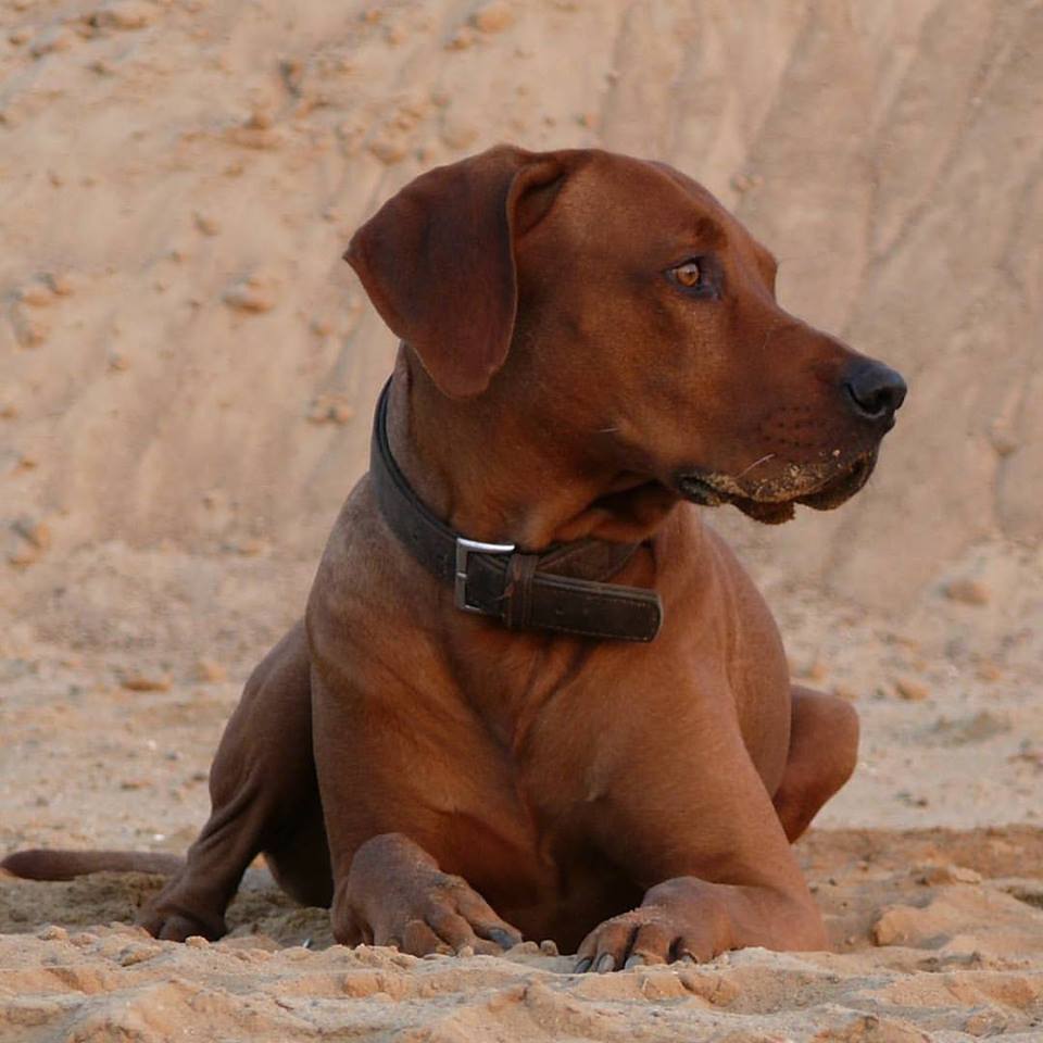 Rhodesian Ridgeback Instagram