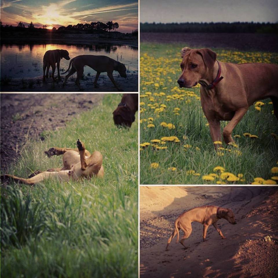Rhodesian Ridgeback Instagram