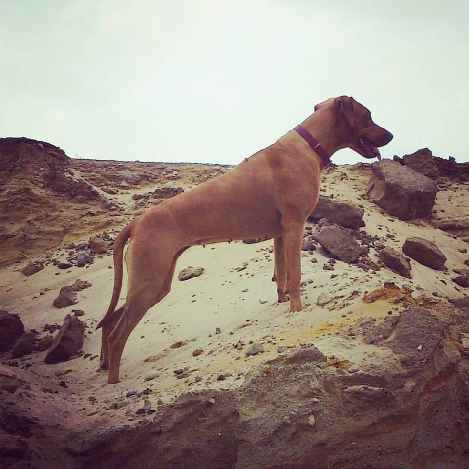 Rhodesian Ridgeback Instagram