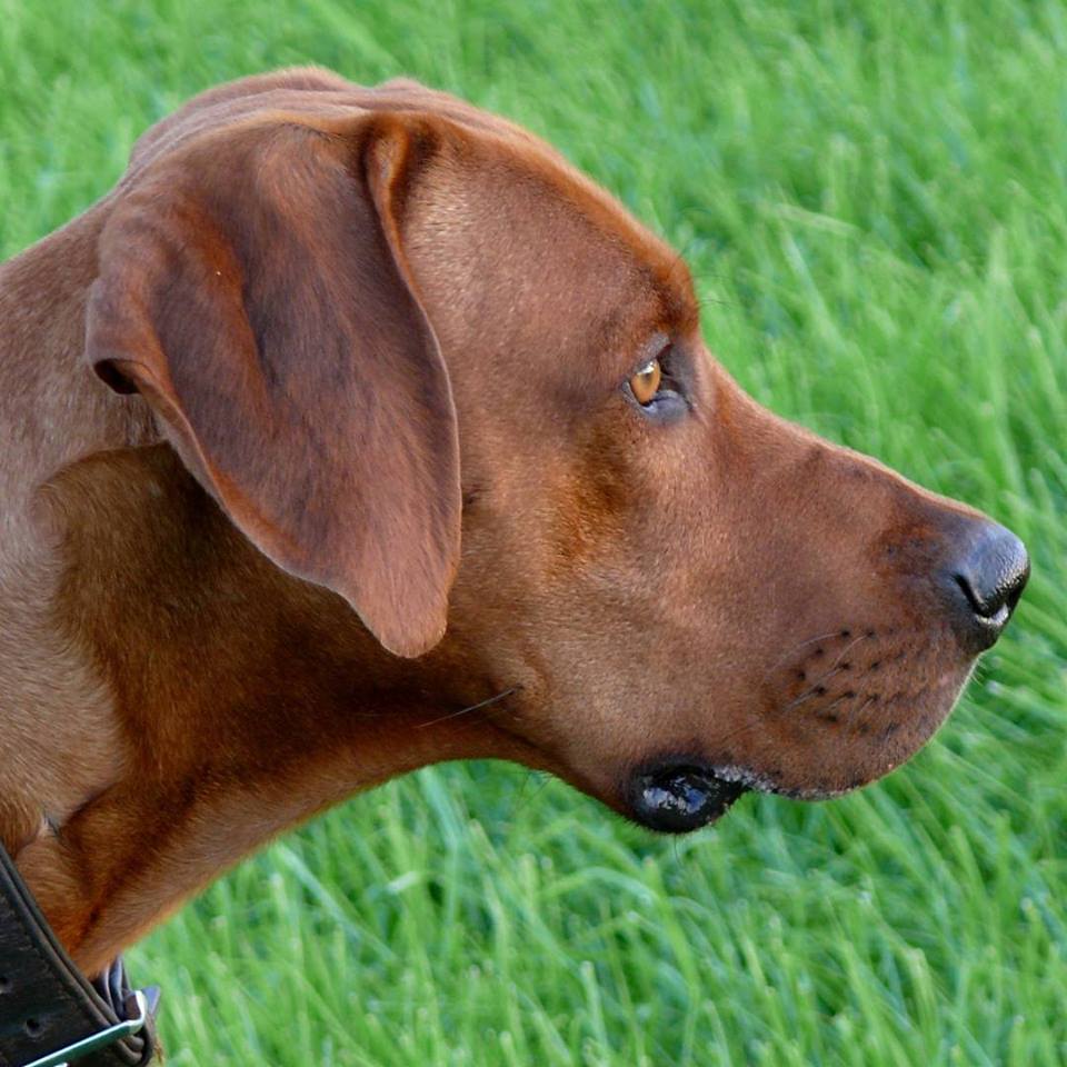 Rhodesian Ridgeback Instagram