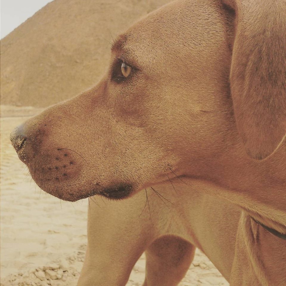 Rhodesian Ridgeback Instagram
