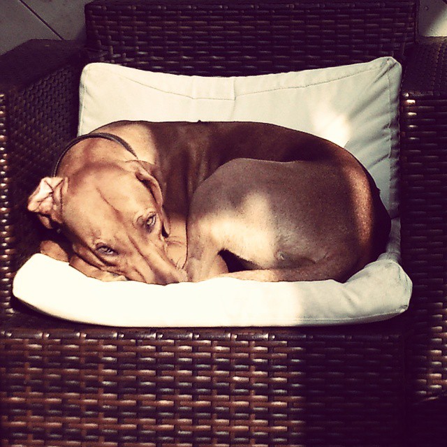 Rhodesian Ridgeback Instagram