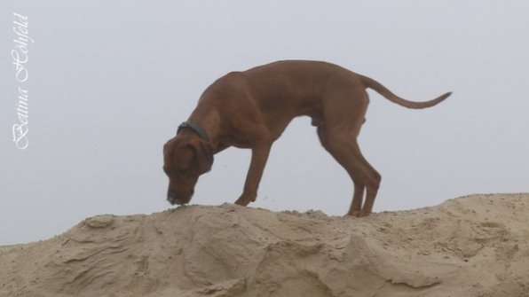 Rhodesian Ridgeback