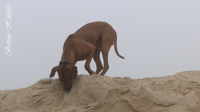 Rhodesian Ridgeback