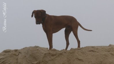 Rhodesian Ridgeback