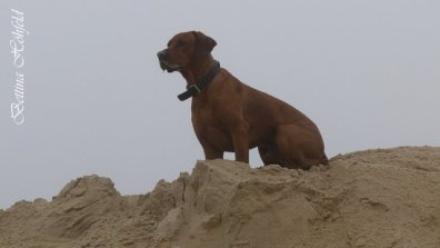 Rhodesian Ridgeback