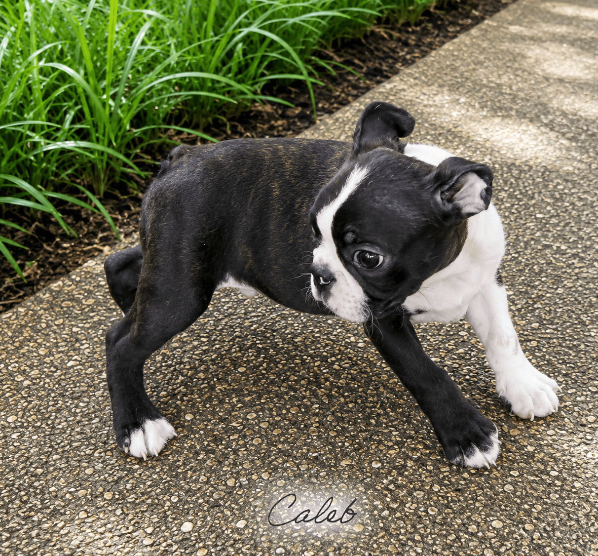 Black and white Boston Terrier puppy named Caleb standing on a gravel path beside green plants, looking to the side.