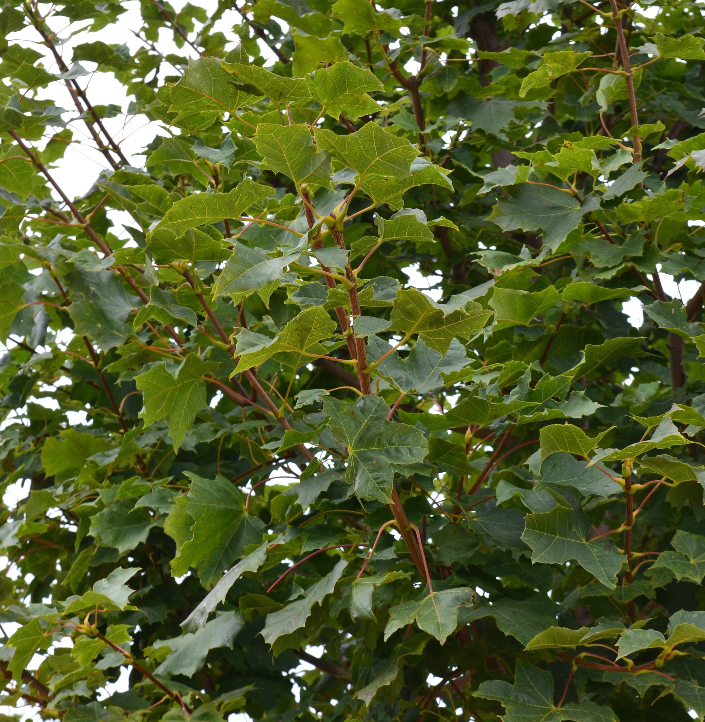 Norway Maple Tree Acer Platanoides Tree Nursery Uk