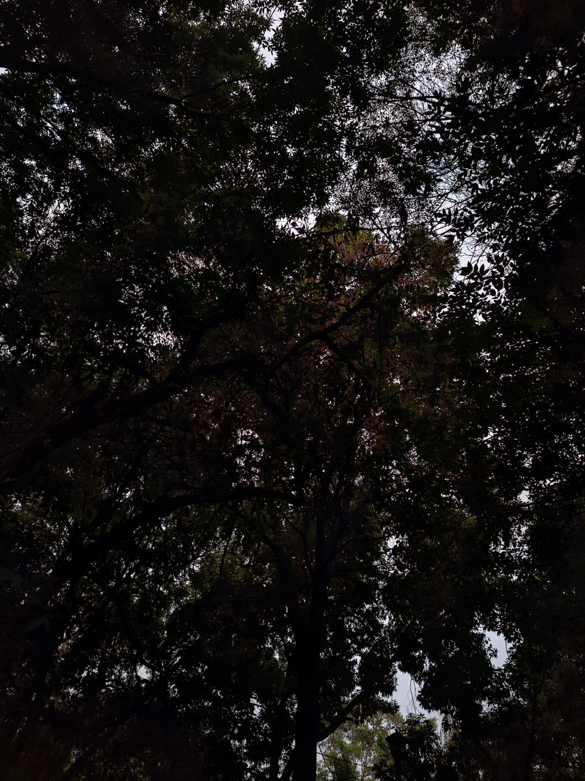 arbóles en la noche CDMX