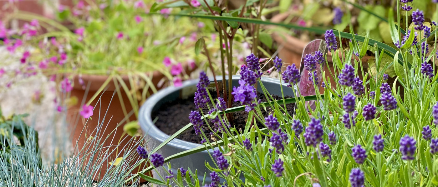 My Cottage style garden with Mediterranean influence - Lavender, and various grasses are in the foreground.