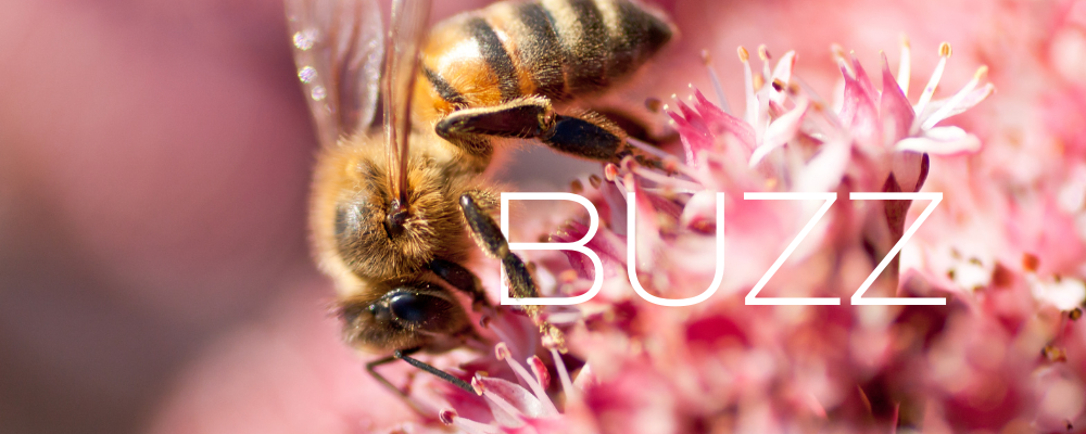 Bee on pink flowers with the word buzz