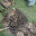 We are the Lambeth trees: Open Orchard