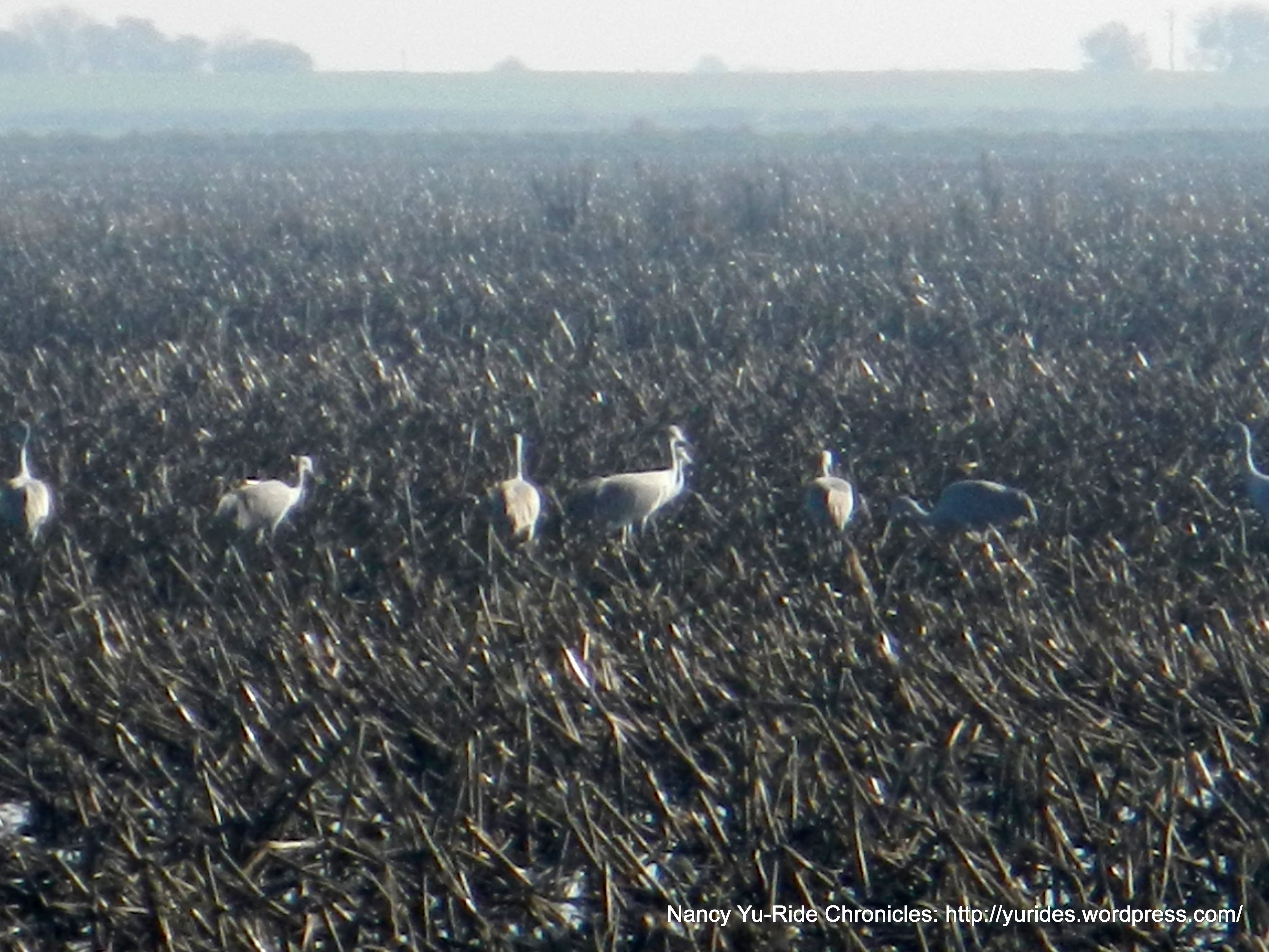 Sanhill Cranes along Staten Island Rd