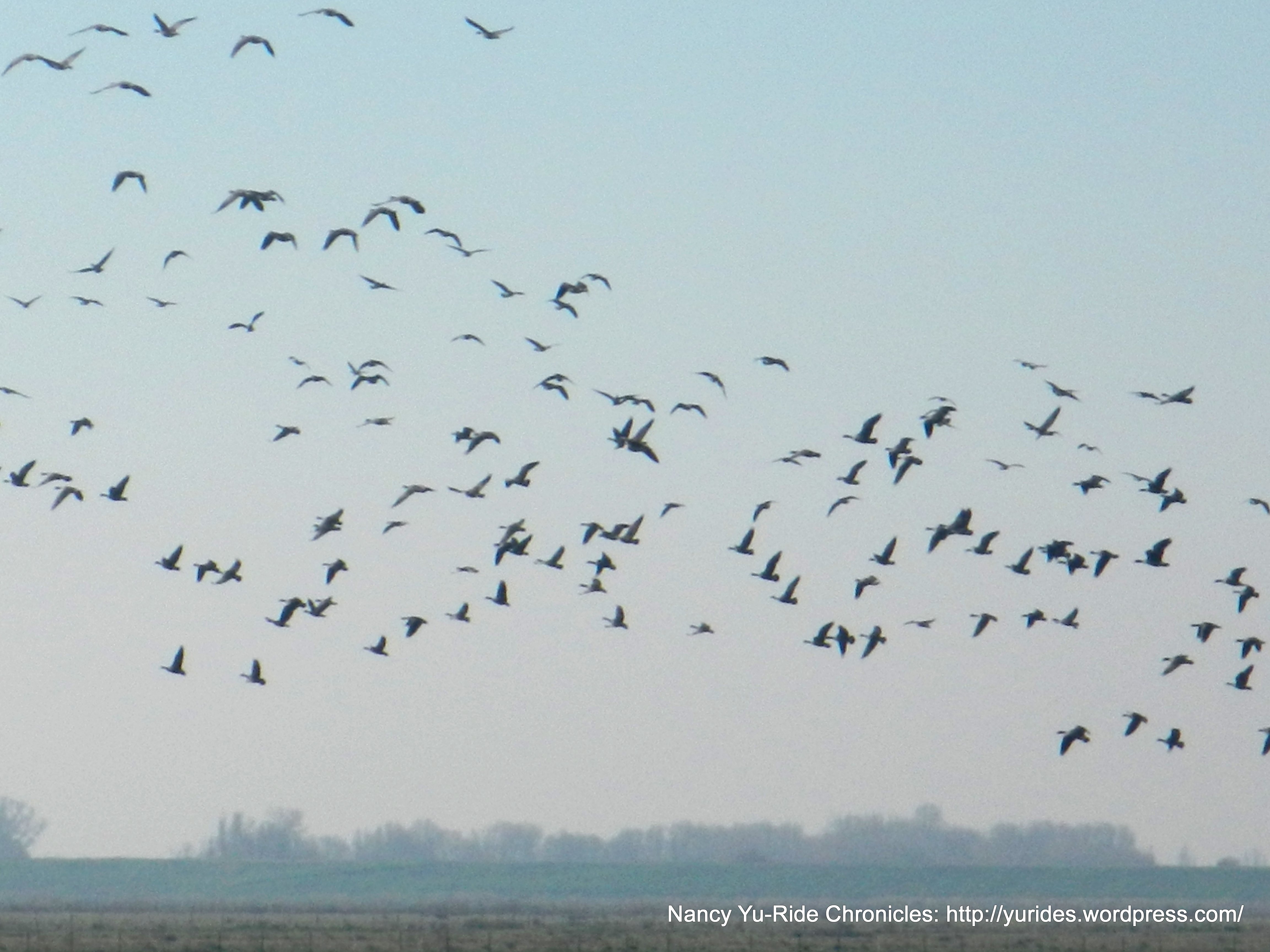 Cackling geese in flight-Staten Island Rd