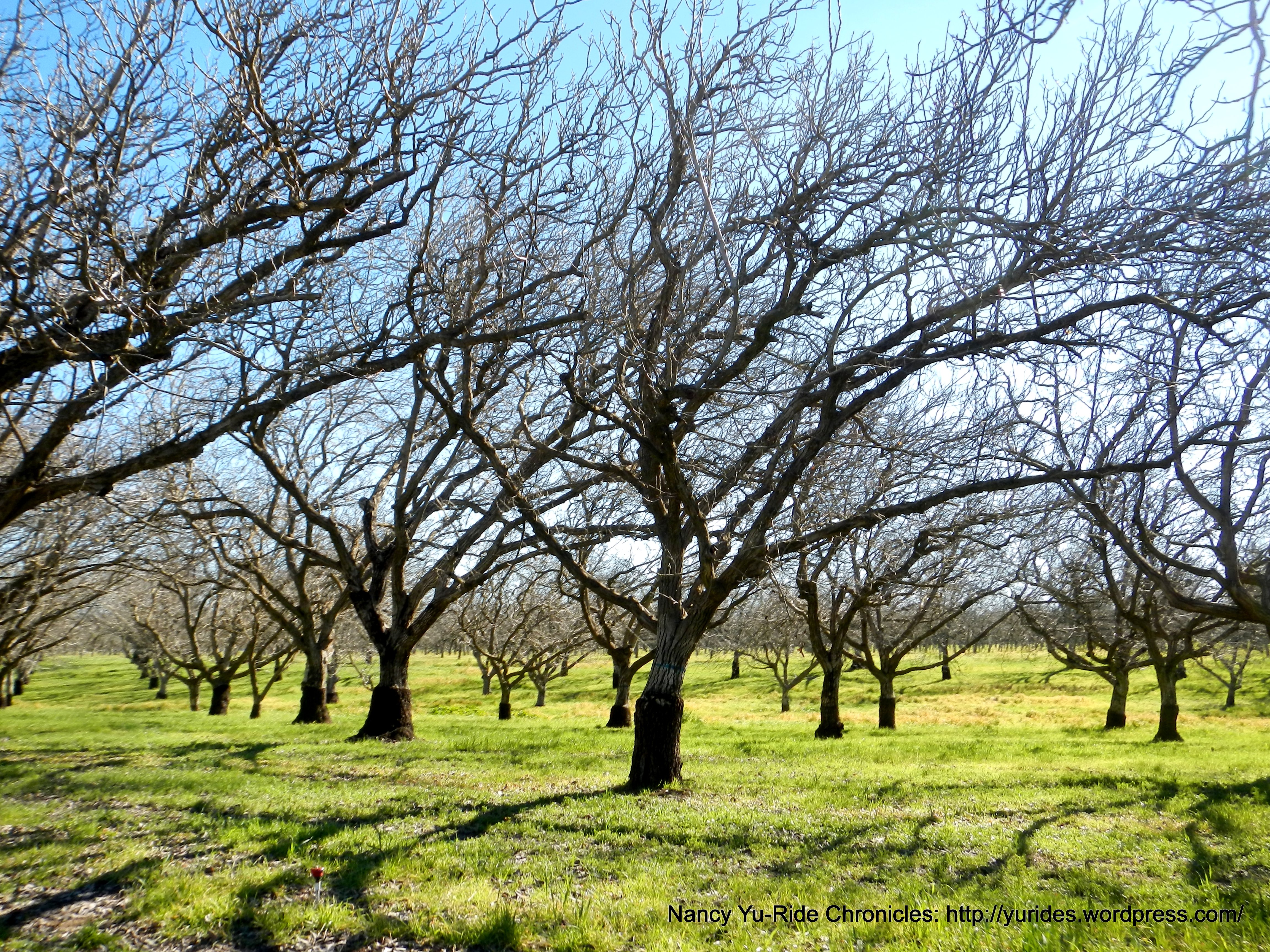 orchards along Boyce Rd