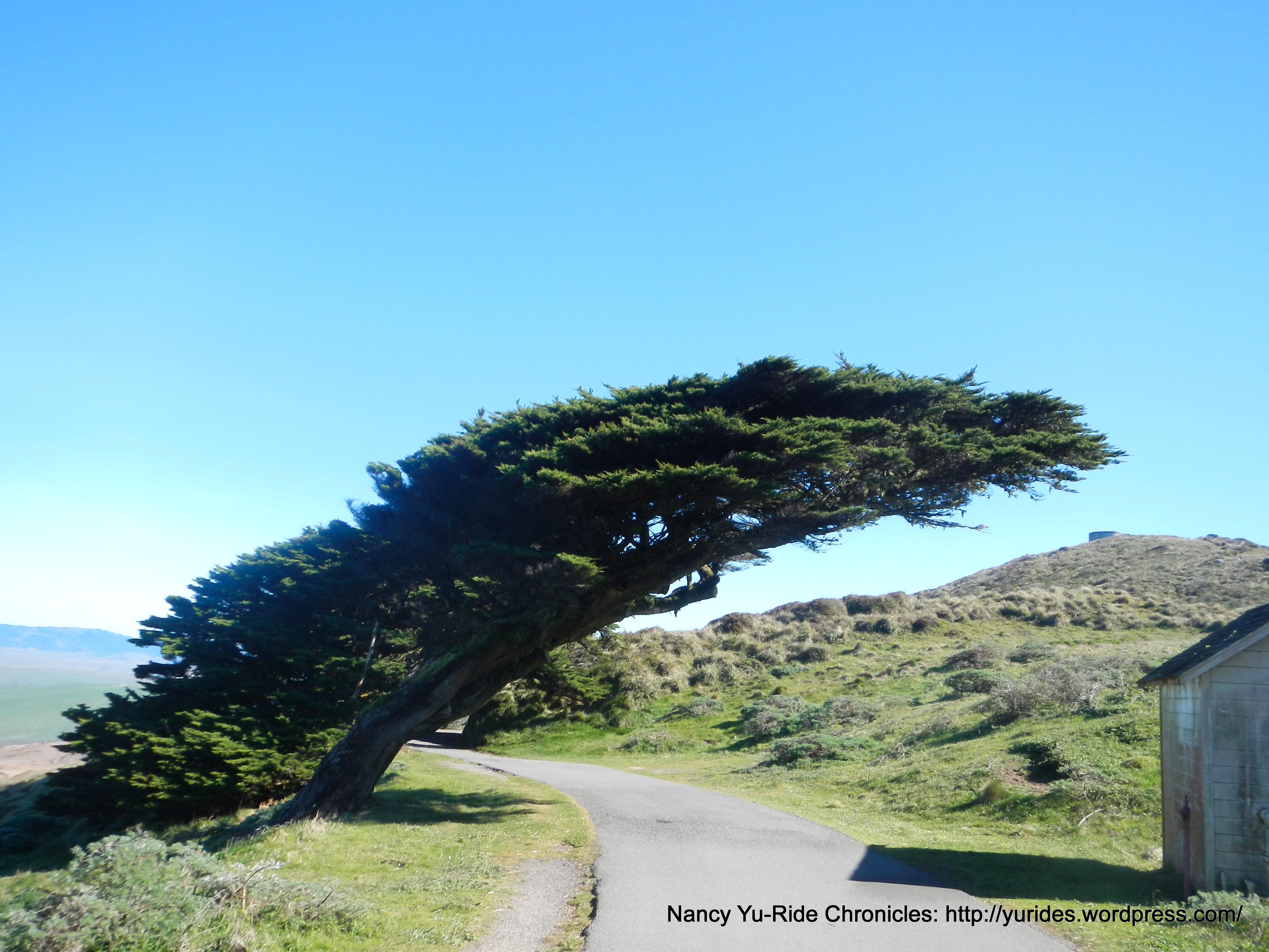 wind blown Cypress
