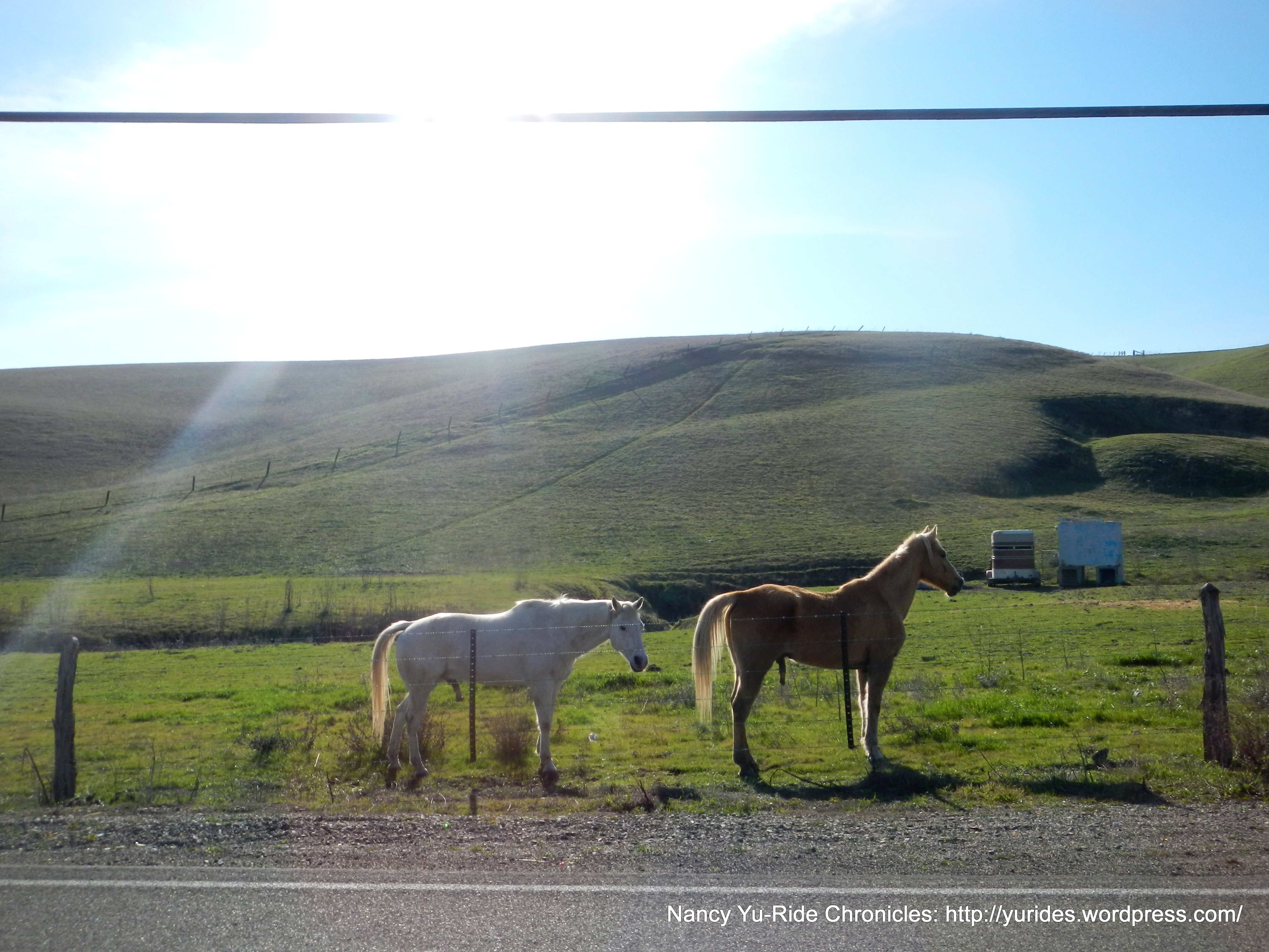 horses in the fields