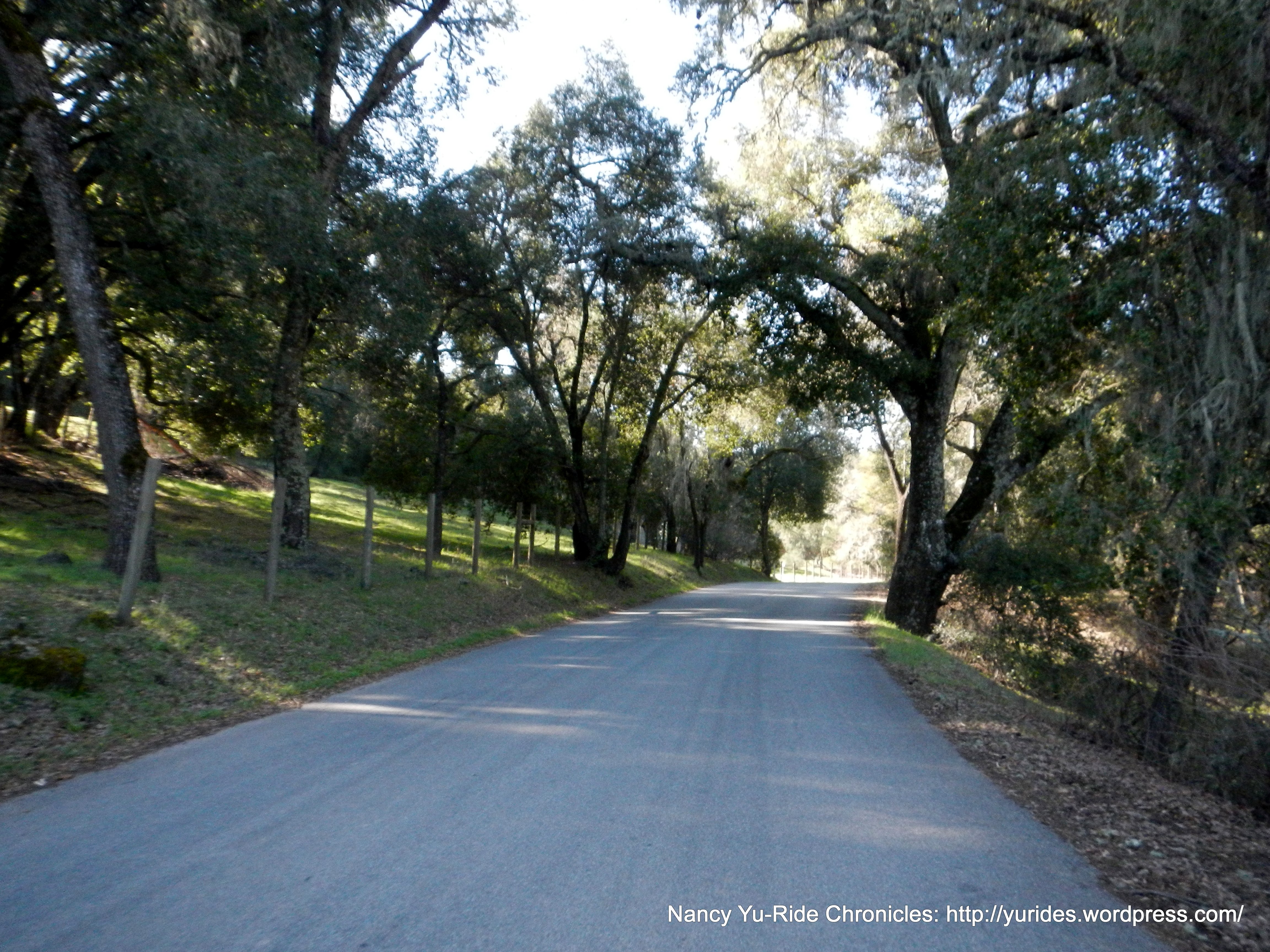 shaded stretch on Adelaida Rd
