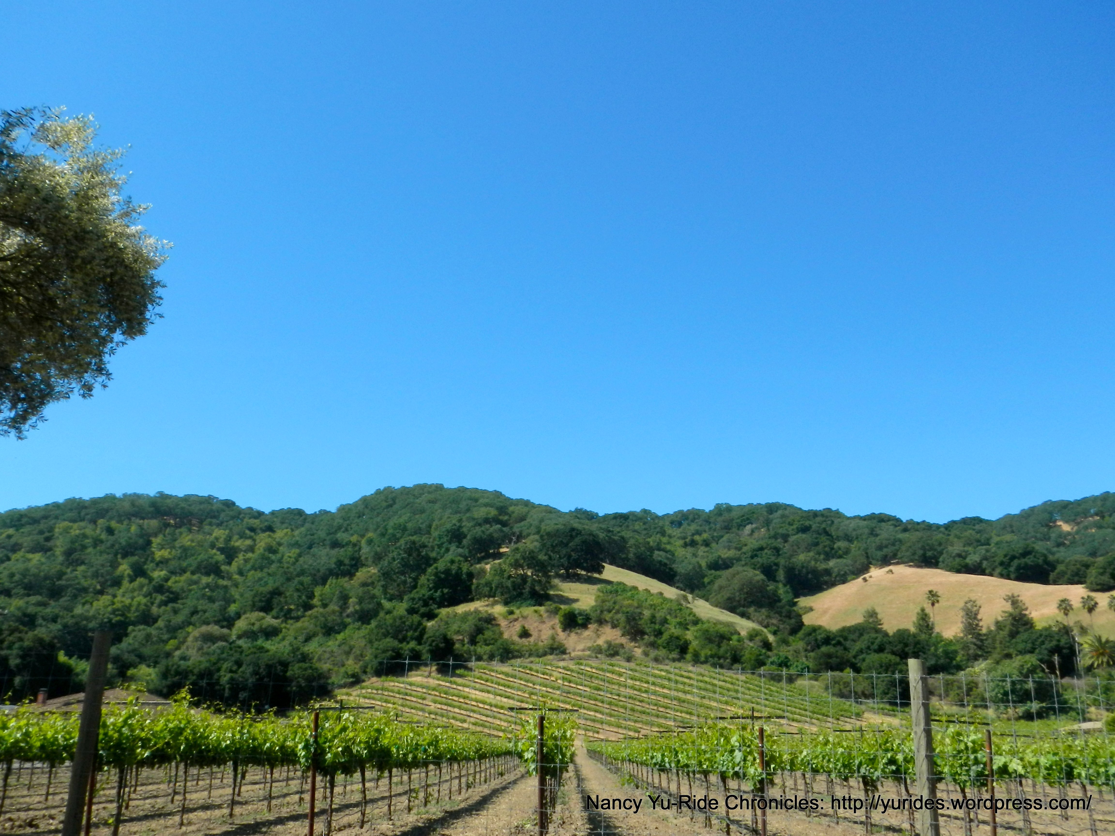 Franklin Canyon vineyards