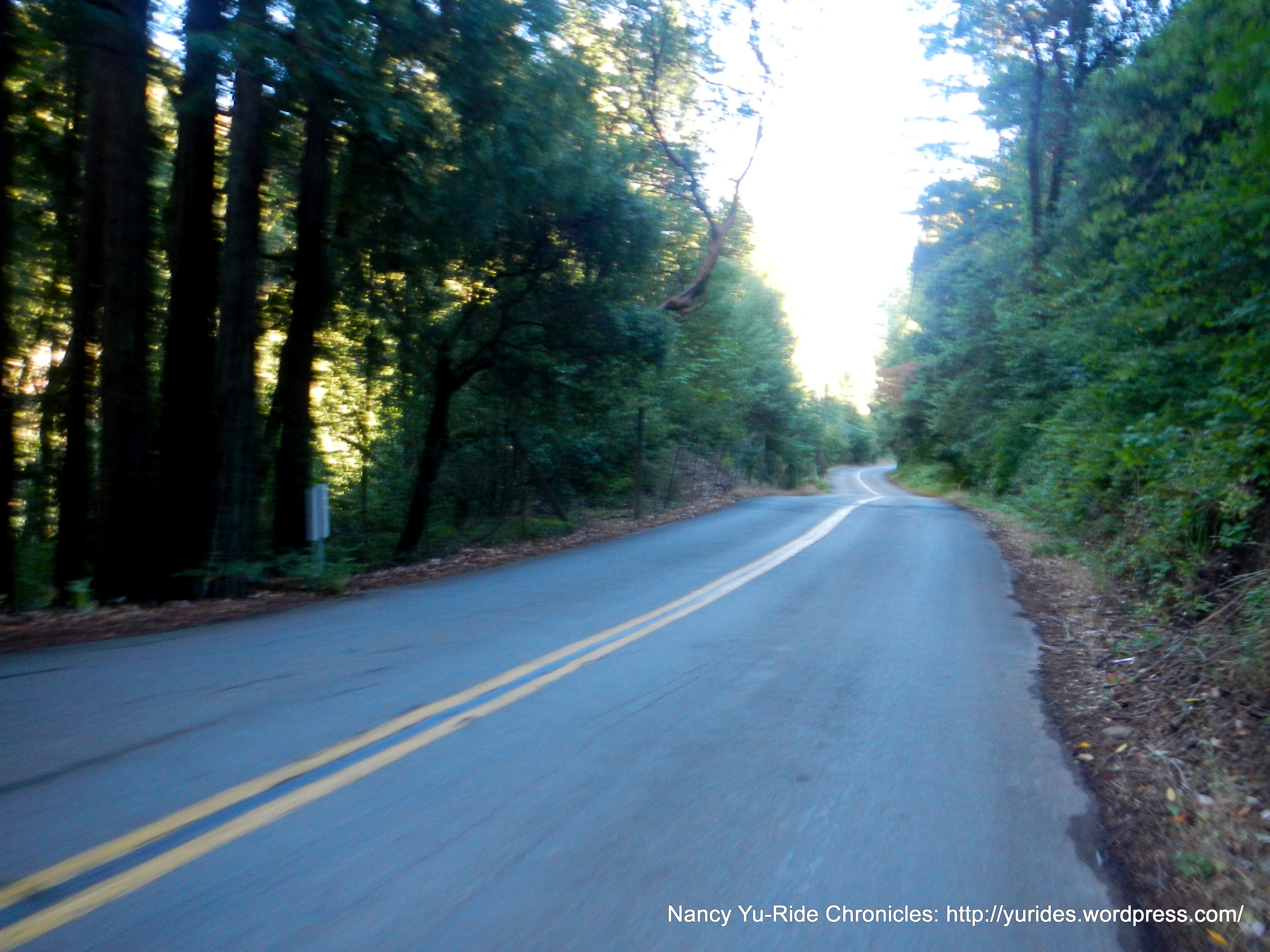 through the redwoods