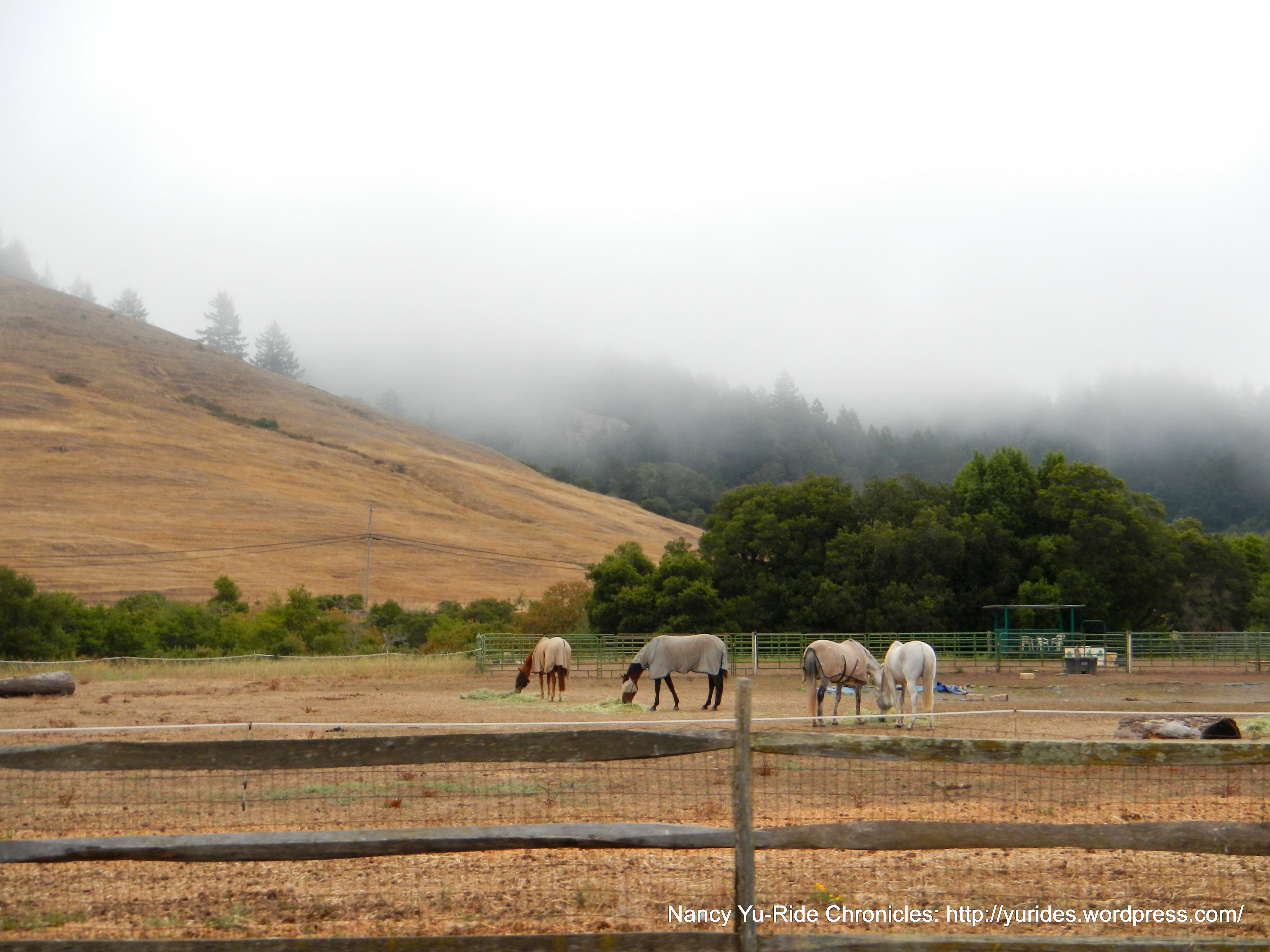 Nicasio Valley horse ranches