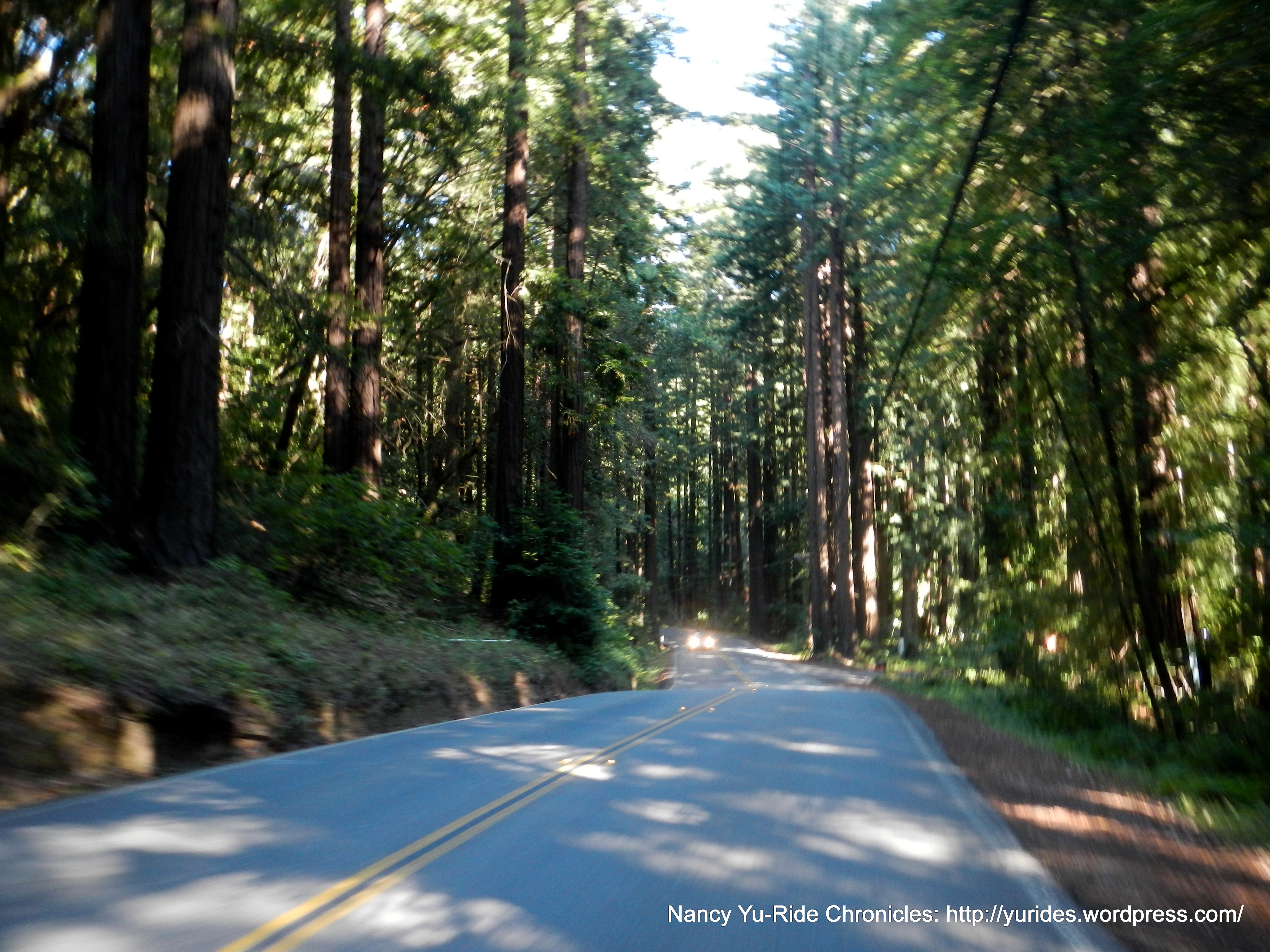 back through the redwoods