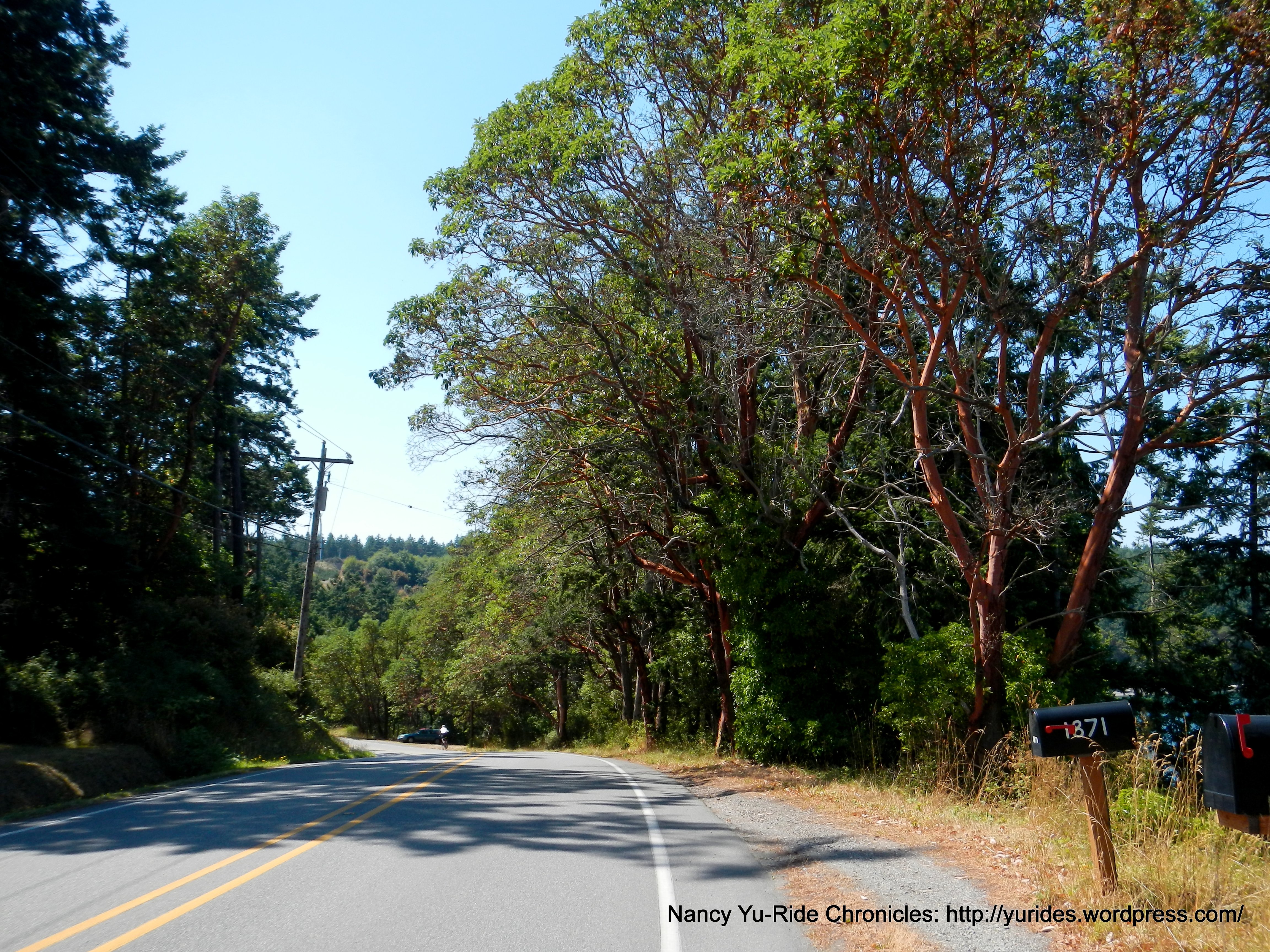 Madrona tree lined road-Madrona Way