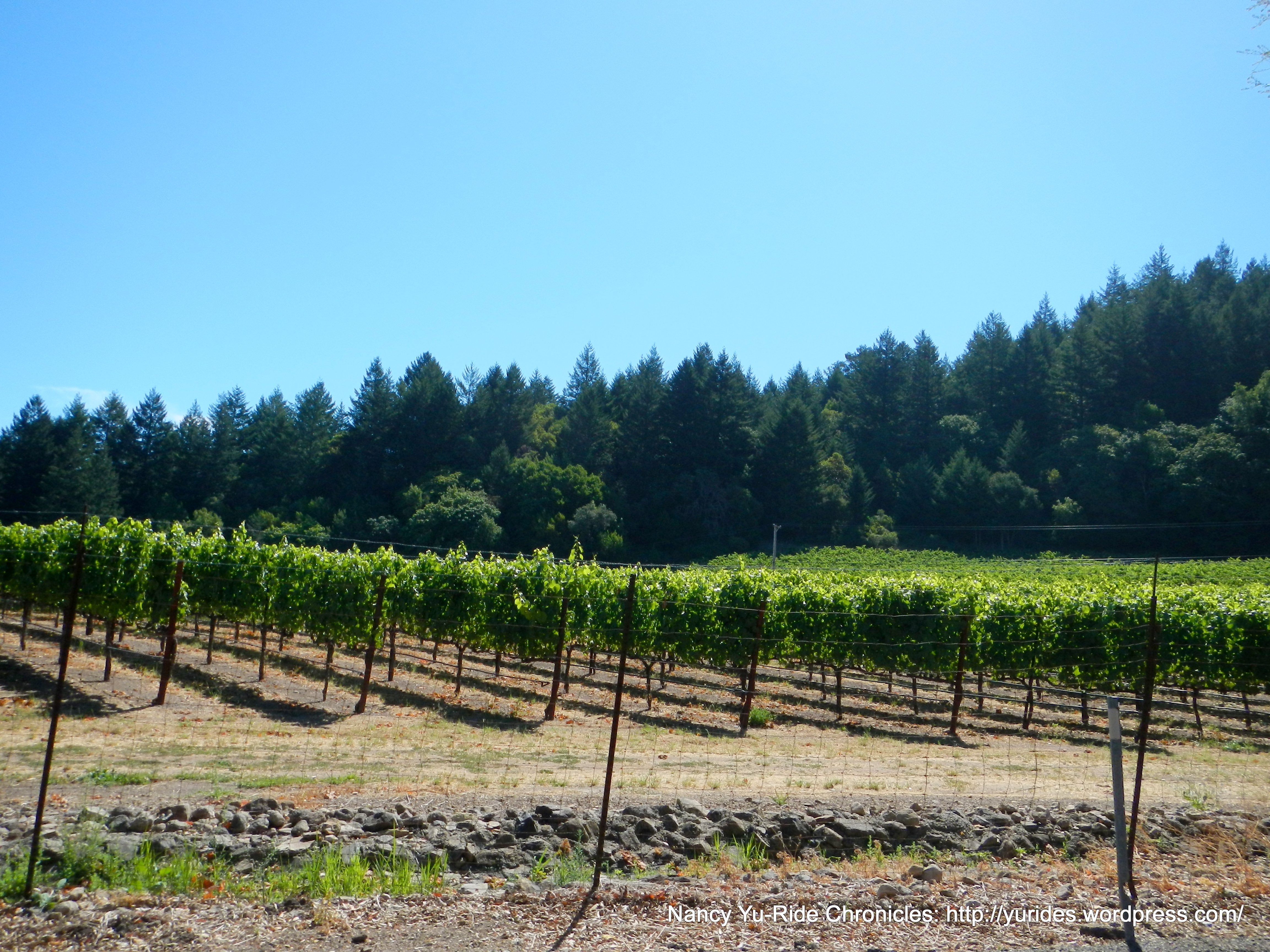 Thomas LaTour Vineyard