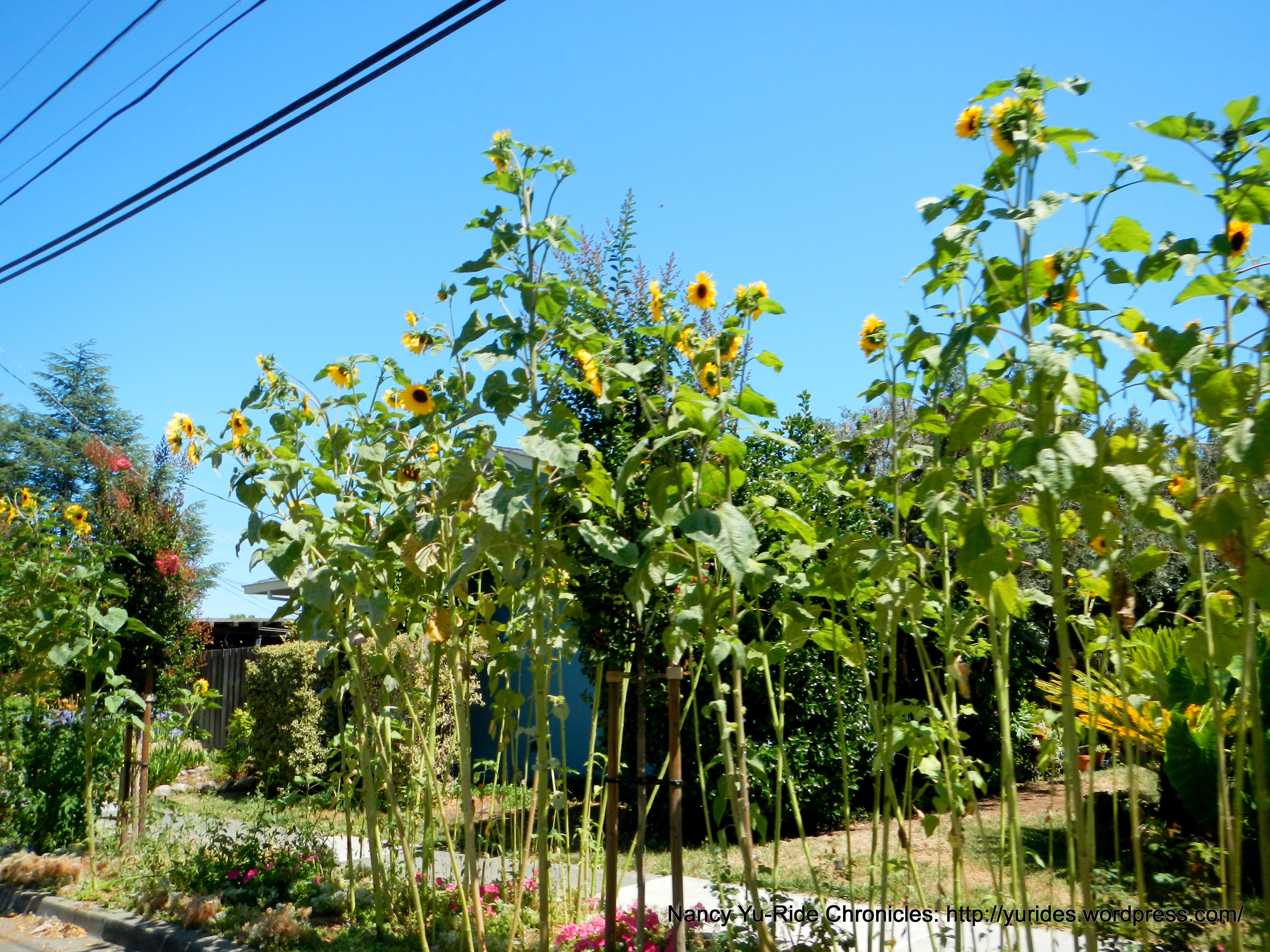 Redwood Rd sunflowers
