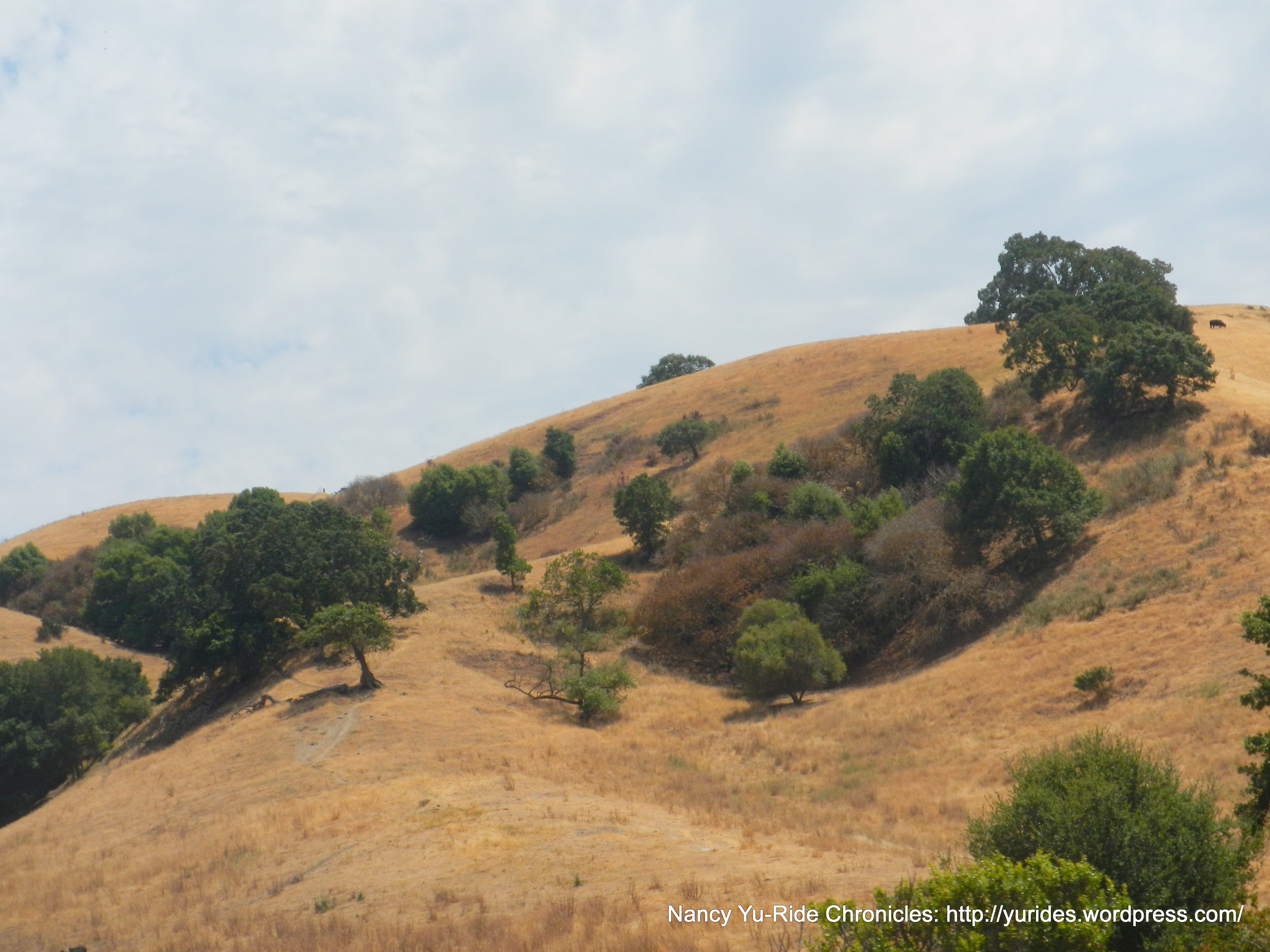 Briones hills