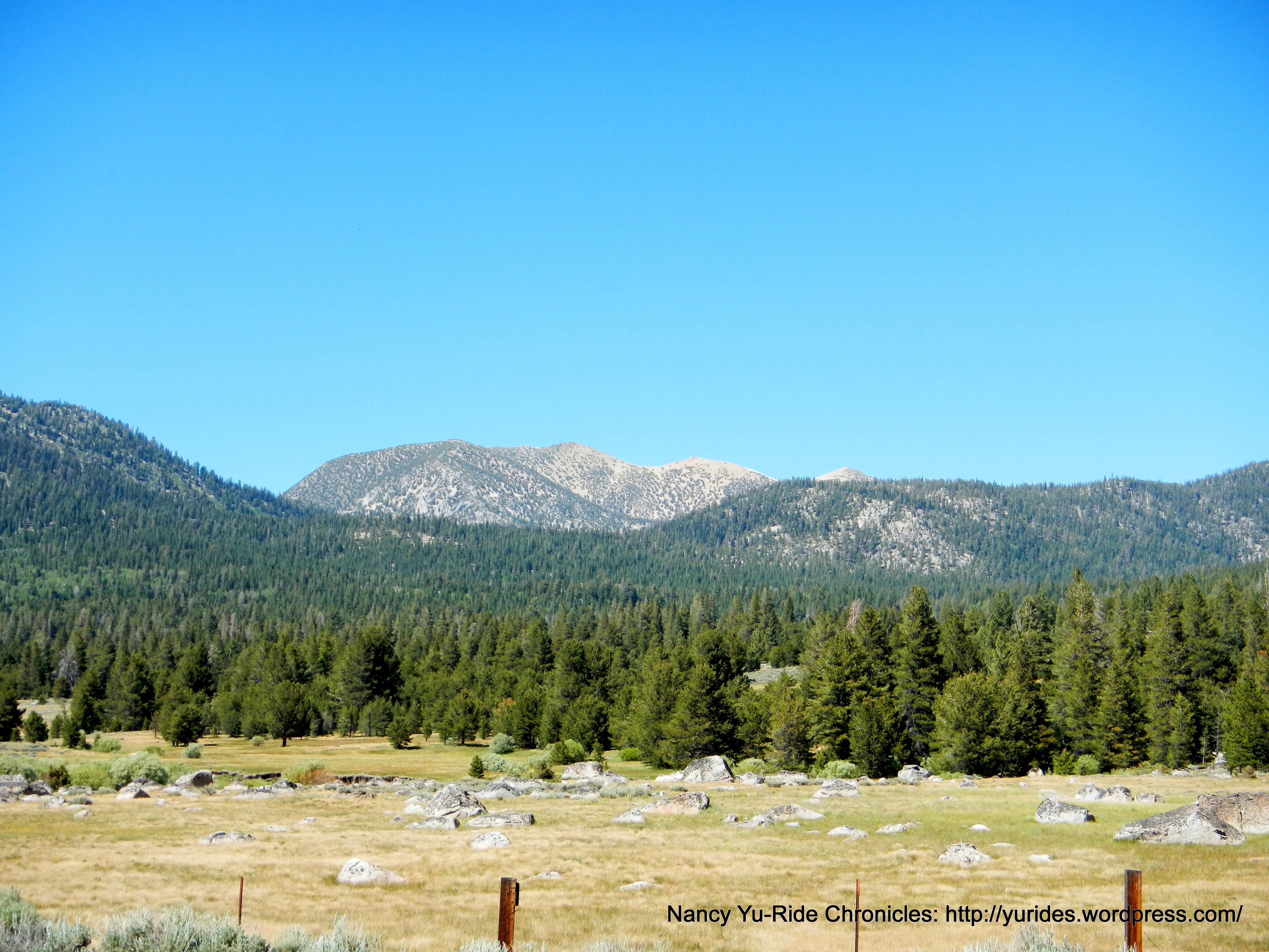 alpine mountain-forests
