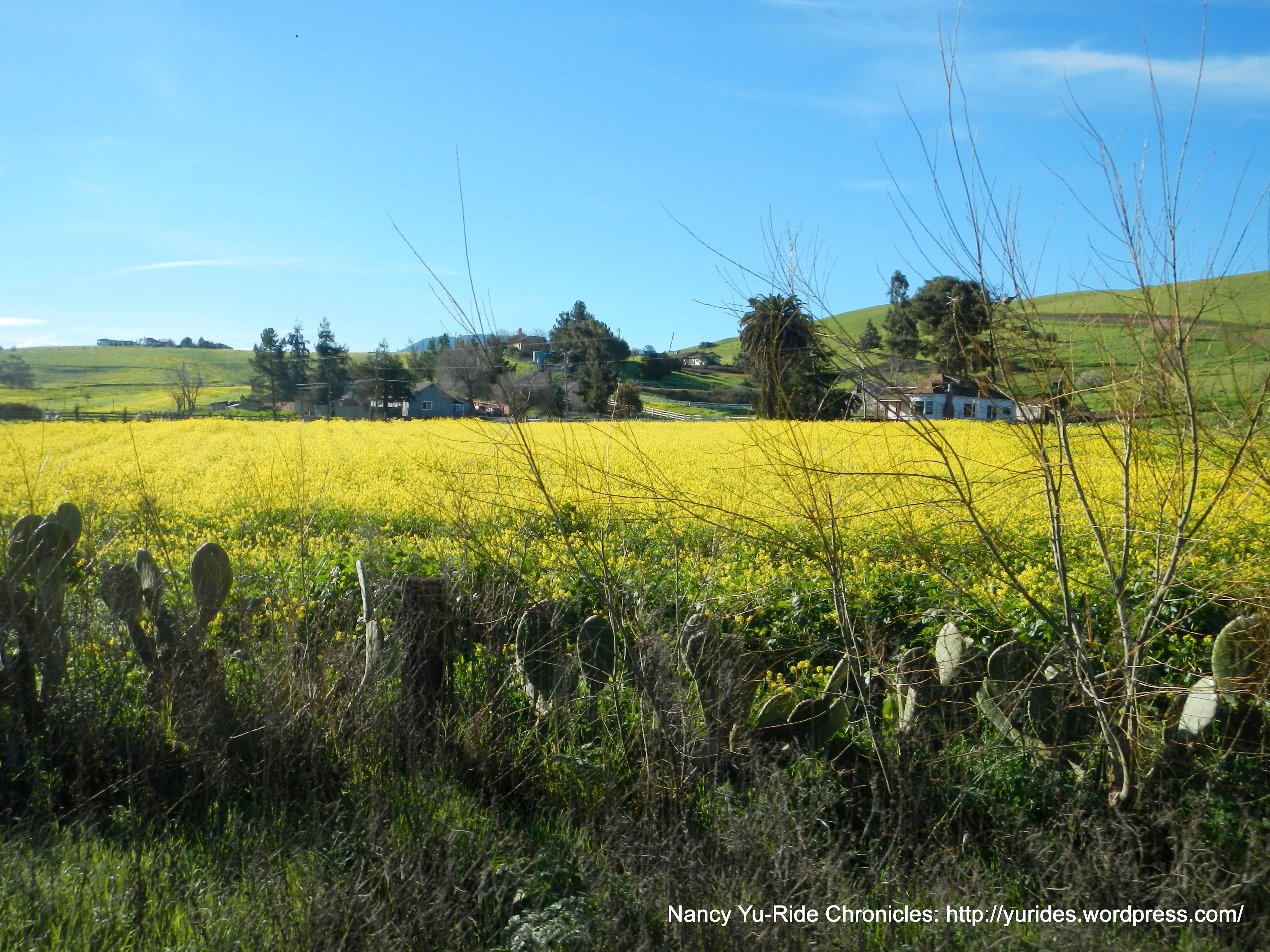 yellow flowers